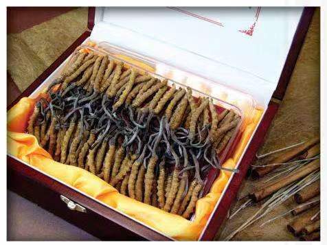 海尾镇冬虫夏草回收